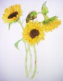 Sunflowers